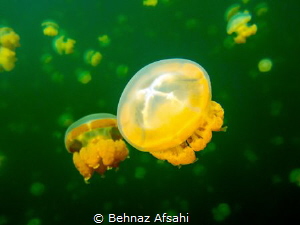 Jellyfish lake in Palau, isolated since then it has a uni... by Behnaz Afsahi 